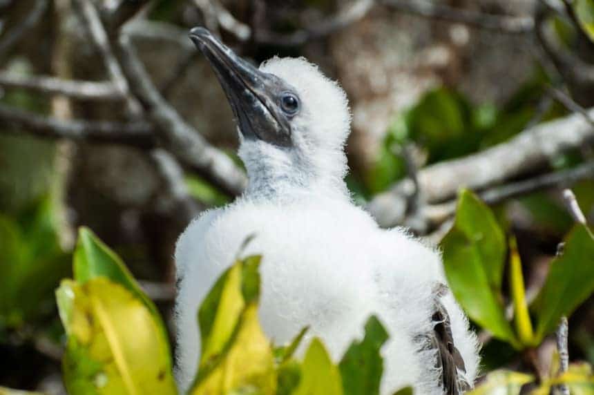 A fuzzy white red footed boobie chick sits in a green leafed mangrove tree, seen on Genovesa Island aboard a Camila Galapagos cruise.