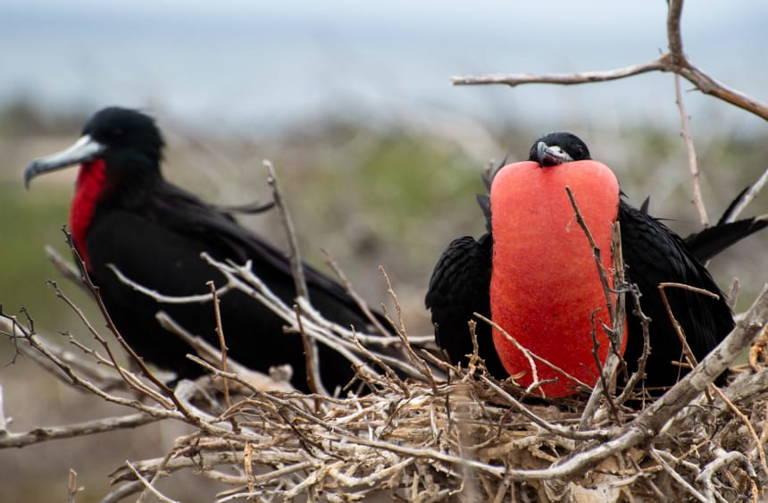 Two frigate birds sit in a nest of branches, one has its bright red chest puffed up, seen on Genovesa Island aboard a Camila Galapagos cruise.