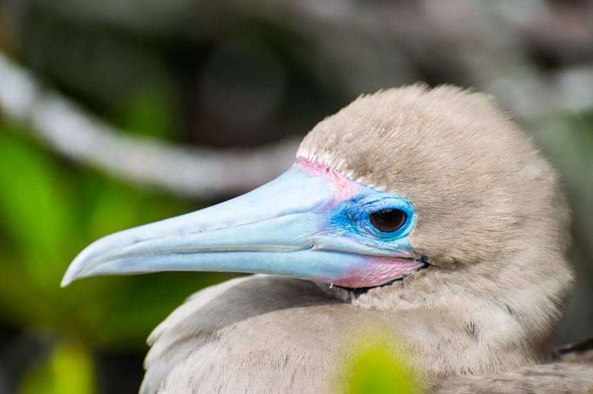 A portrait of a red footed boobie, showing grey brown feathers and a blue and pink long beak, seen on Genovesa Island aboard a Camila Galapagos cruise.