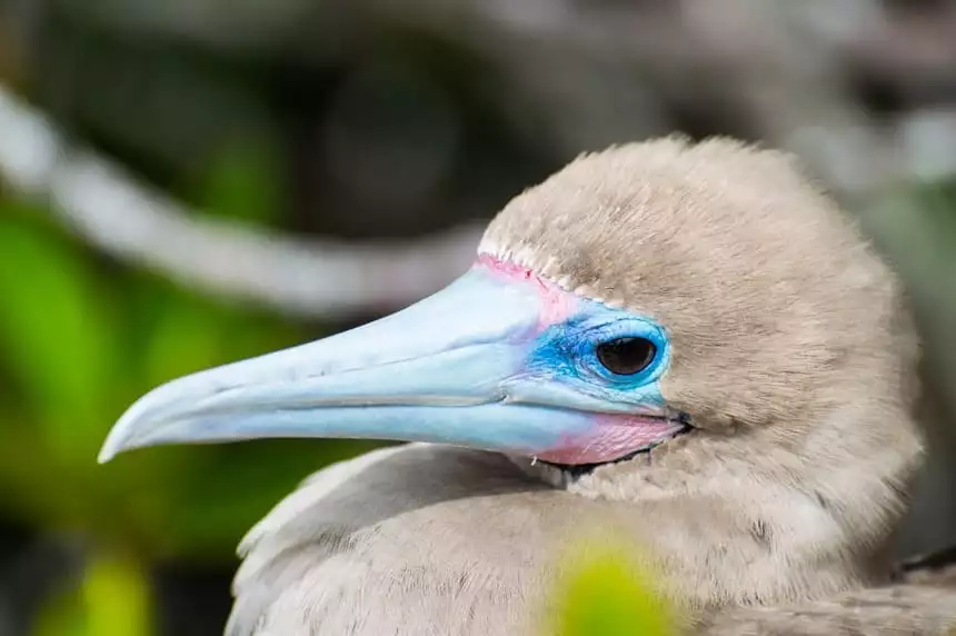 A portrait of a red footed boobie, showing grey brown feathers and a blue and pink long beak, seen on Genovesa Island aboard a Camila Galapagos cruise.