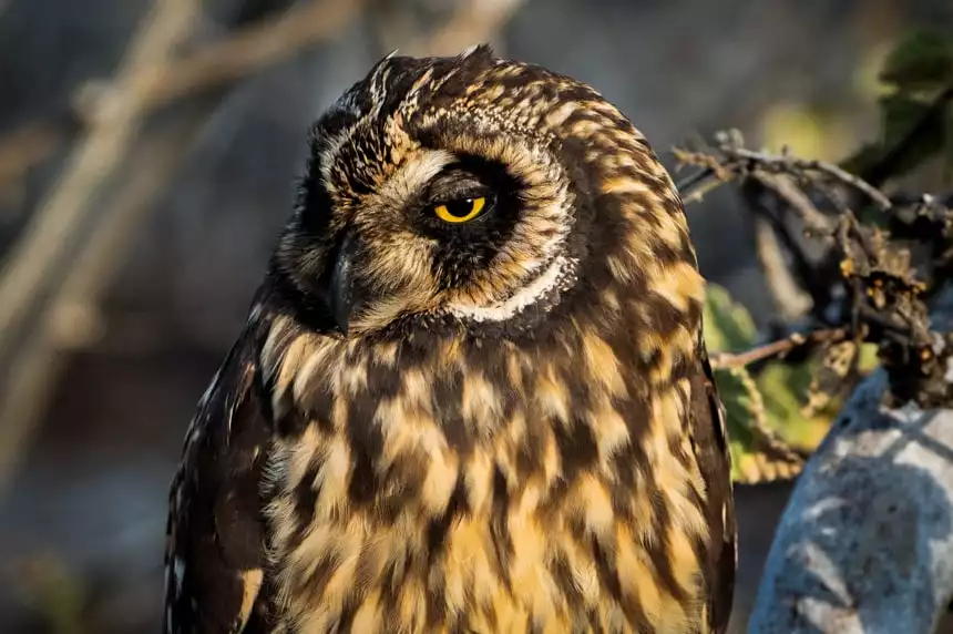 A portrait of the short-eared own, showing its Its bright yellow eye, black beak and brown and tan spotted feathers, seen on Genovesa Island aboard a Camila Galapagos cruise.