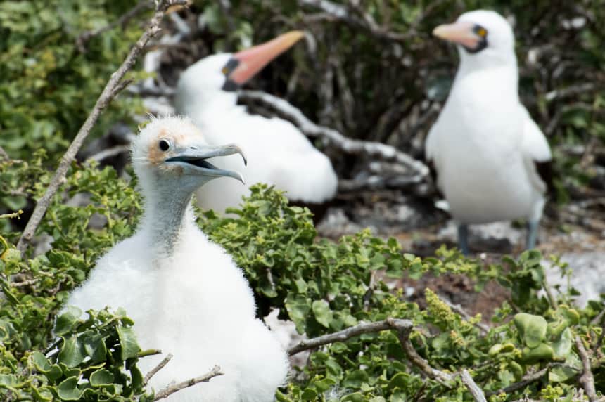 A baby Nazca boobie bird sits in a green bush, behind it are two adult nazca boobies, seen on Genovesa Island aboard Camila Galapagos Cruise