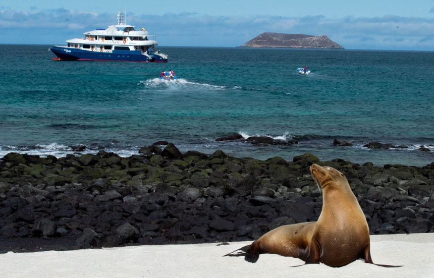 A sea lion basks on the beach on a sunny blue sky day, behind it are two pangas driving towards the Camila Galapagos trimaran, floating in the ocean
