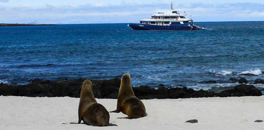From a beach two sea lions look out over the blue ocean horizon to see the Camila Galapagos trimaran