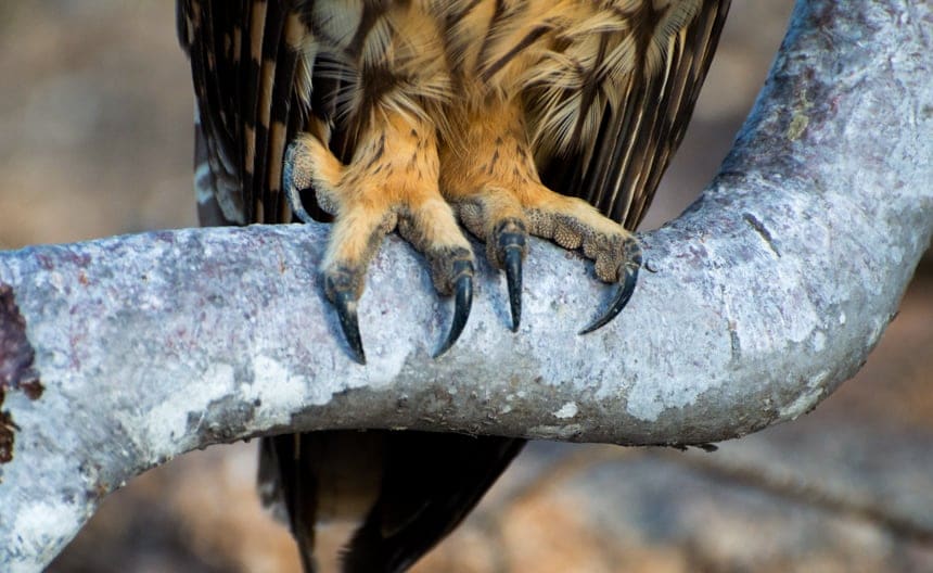The sharp talons of a short-eared owl grasp onto the trunk of a palo santo tree, seen on Genovesa Island aboard a Camila Galapagos cruise