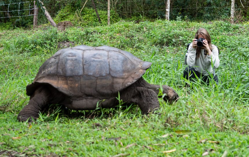A Galapagos giant tortoise eats lush green grass, beyond it is a guest kneeling down taking a photo, an excursion to the Santa Cruz Highlands on a Camila Galapagos cruise