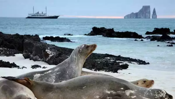 Sea lions rest on the beach with Kicker Rock & a Galapagos small ship in the background at sunset.