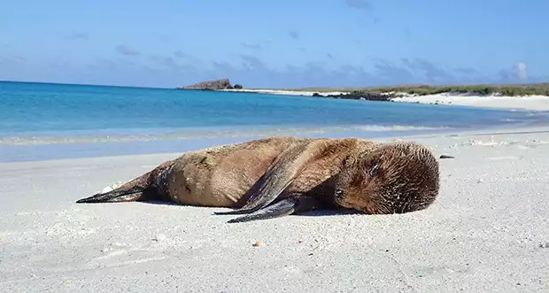 Small baby sea lion sleeping on a white sandy beach next to the ocean in the Galapagos.