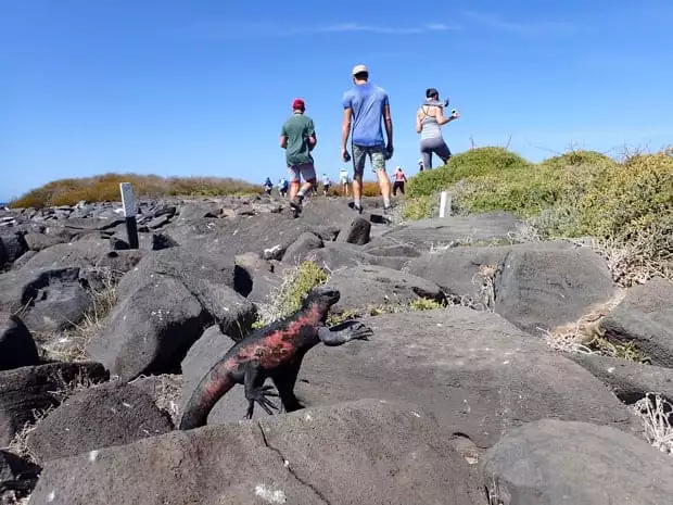 Galapagos marine iguana climbing up volcanic rock with travelers walking on a hike.