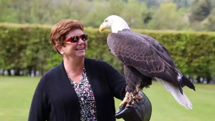 Bald eagle rests on a woman's gloved hand in a falconry demonstration during the Classic Ireland River Cruise.