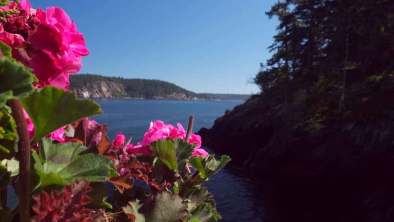 Bright pink geranium flowers look out onto calm seas & tree-lined islands, seen during the Voyage Through the San Juan Islands cruise.