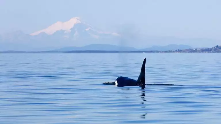 A black orca whale with a white spot around its eye swims at the water's surface in front of a snowcapped mountain peak.