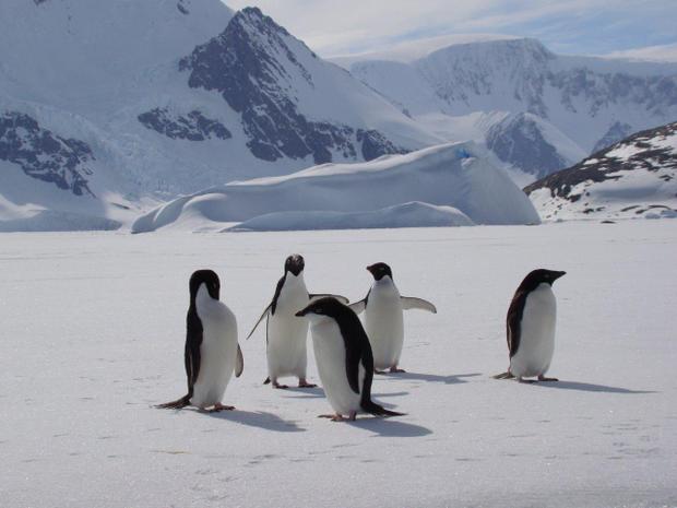 5 penguins waddling on the snow seen from a small ship cruise in Antarctica.