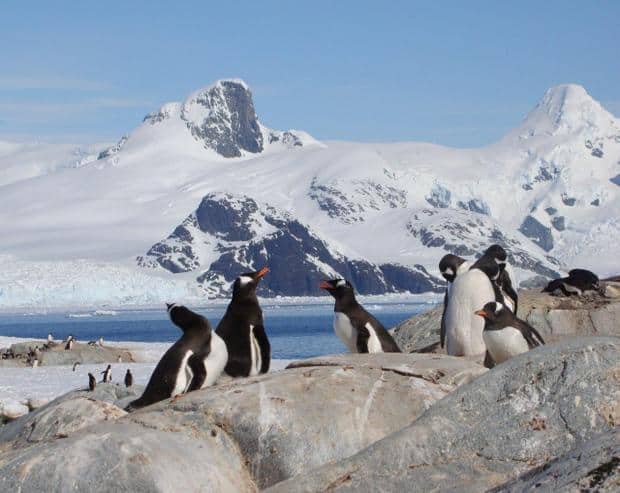 Penguins on rocks seen from a small ship cruise in ANtarctica.