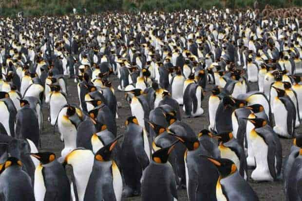 Large group of King penguins seen from a small ship Antarctica excursion.
