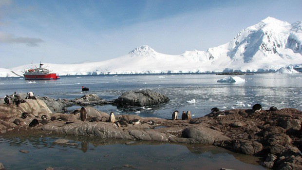 Penguins on rocks with small cruise ship in background in Antarctica. 