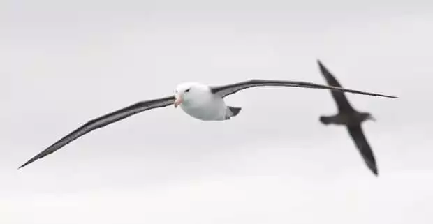 Two albatross birds flying in Antarctica. 