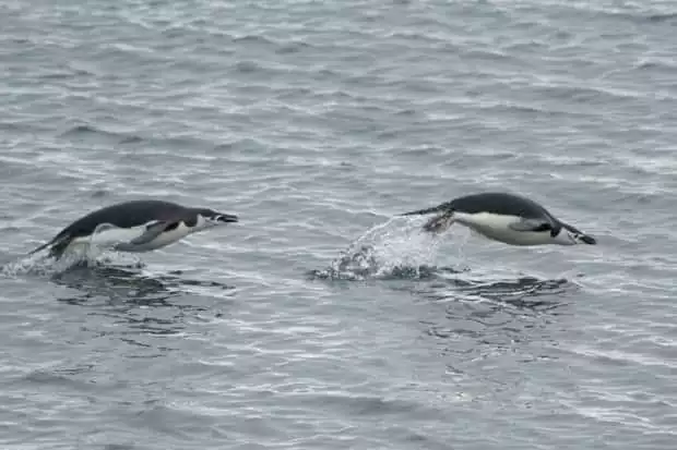 Two penguins jumping out of the water swimming through Antarctica seen from a small ship cruise. 