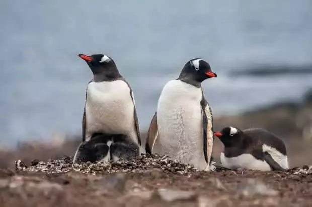 Three penguins nesting in Antarctica. 
