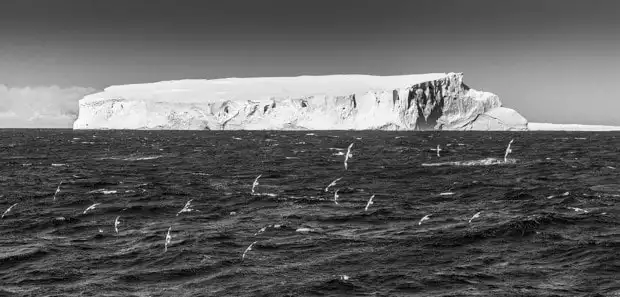 Black and white shot of birds flying in front of an iceberg in Antarctica. 
