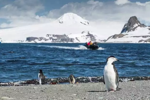 Penguins on the beach with a skiff in the background in Antarctica. 