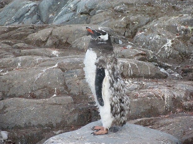 Penguin molting its feathers in Antarctica. 