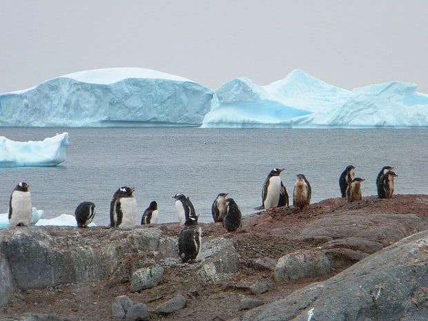 Group of penguins with glaciers in the background seen from a small ship cruise in Antarctica. 