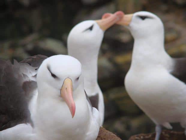 Three albatross on land in Antarctica.