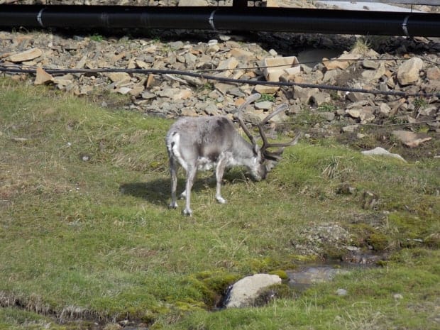 Reindeer seen from a small ship excursion in the Arctic. 
