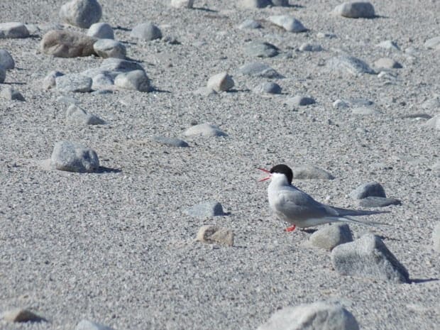 Arctic tern bird on rocks seen from a small ship excursion in the Arctic. 