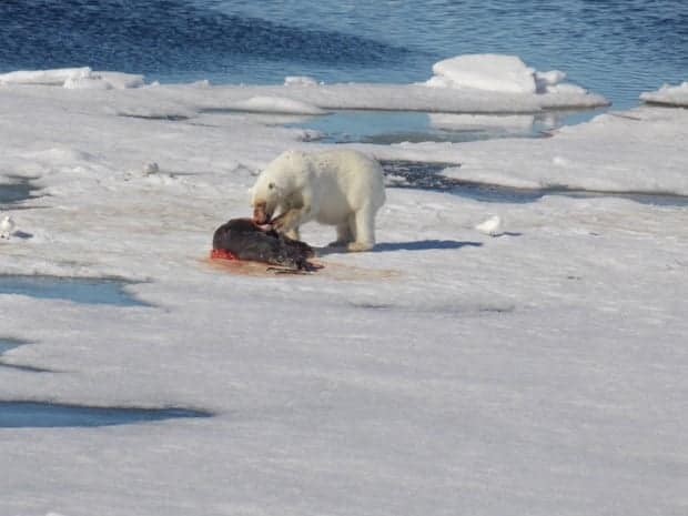 Polar bear eating a seal on floating ice seen from a small ship in the Arctic. 