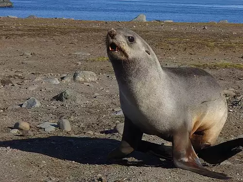 Seal on land in Antarctica seen from a small ship cruise.  