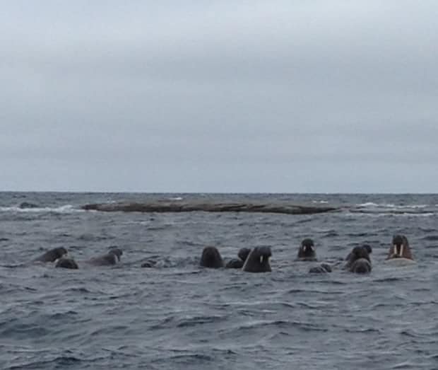 Group of Walrus in the water seen from a small ship in the Arctic. 