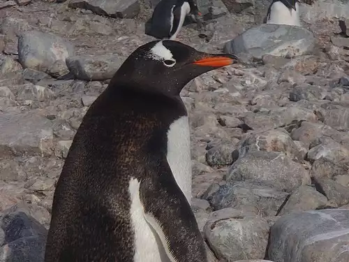 Penguin on the rocks seen from a small ship excursion in Antarctica. 