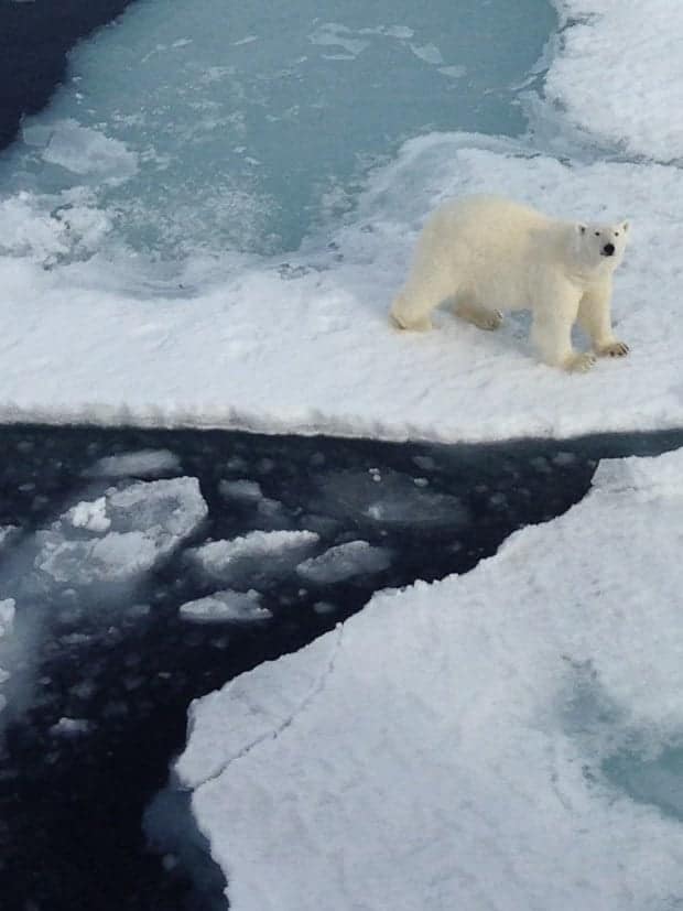 Polar bear on floating ice in the Arctic looking up at the small ship cruise guests. 