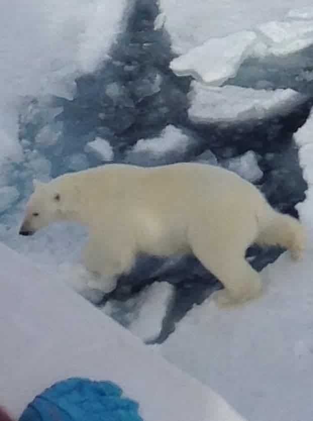 Polar bear walking across floating ice patches in the Arctic seen from a small ship cruise. 