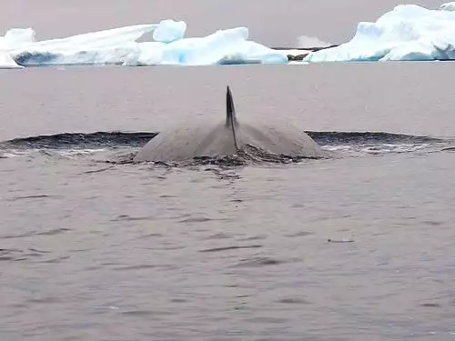 Whale fin with icebergs seen from a small ship cruise in Antarctica.