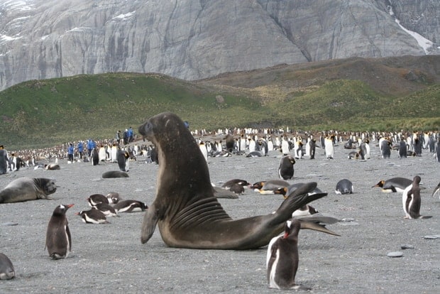 Sea lions surrounded by penguins on the sand in Antarctica.