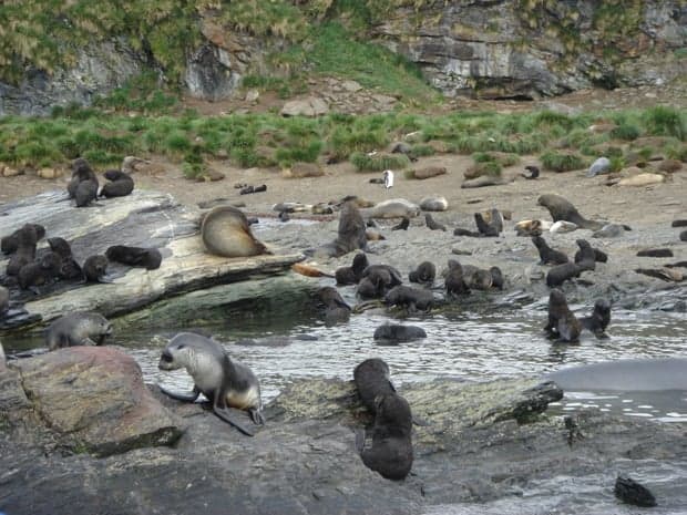Group of sea lions on rocks at the beach in Antarctica.