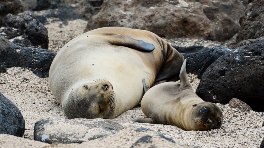 A light tan mother sea lion and her adorable pup basking on a beach in the Galapagos Islands seen from a small ship cruise