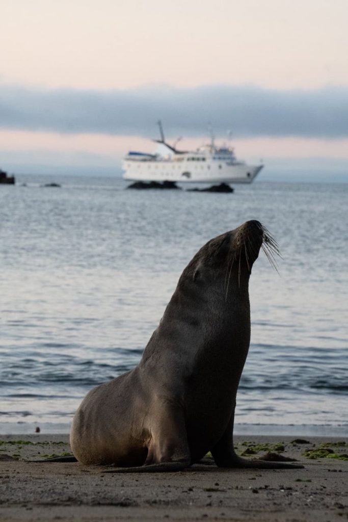 A sea lion poses on the beach in the Galapagos Islands during a pastel sunset, behind it is a small ship floating on the horizon