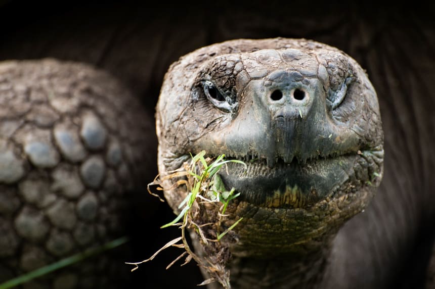 seen at a tortoise reserve in the highlands of Santa Cruz Islands, an up close portrait of the face of a Galapagos Giant tortoise as it eats green grass