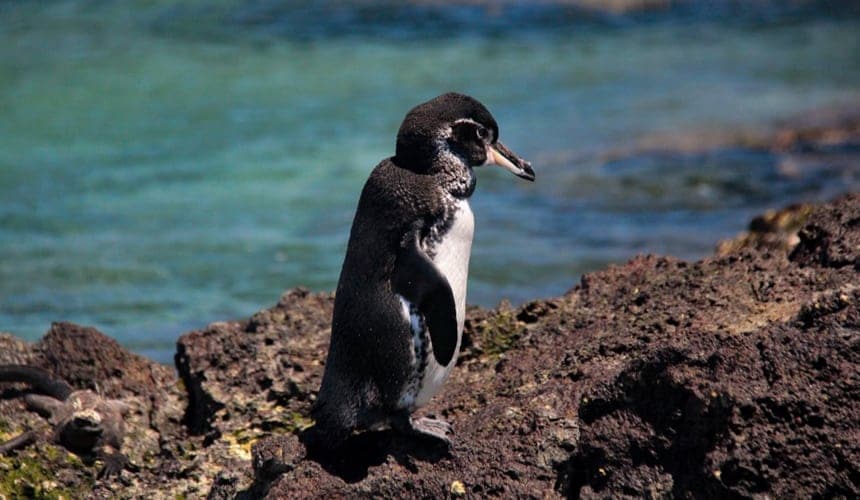 A black and white Galapagos penguin stands on a rocky shoreline infront of a teal blue ocean