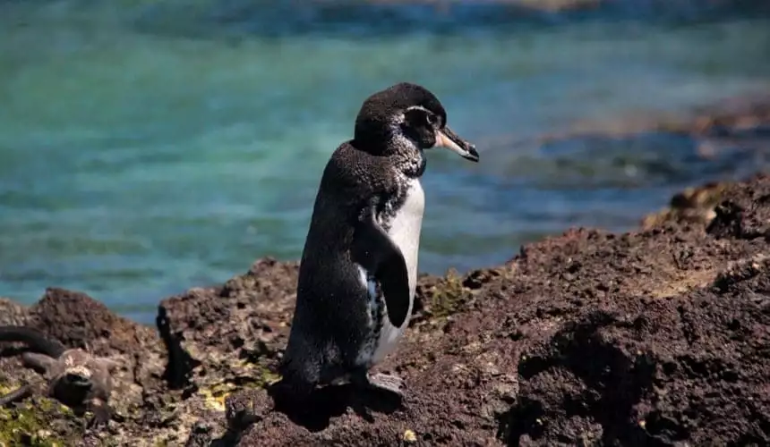 A black and white Galapagos penguin stands on a rocky shoreline infront of a teal blue ocean