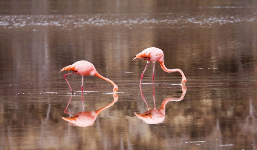 two pink Galapagos flamingos dip their beaks into the water, a perfect reflection of them is shown in the water of a lagoon in the Galapagos Islands
