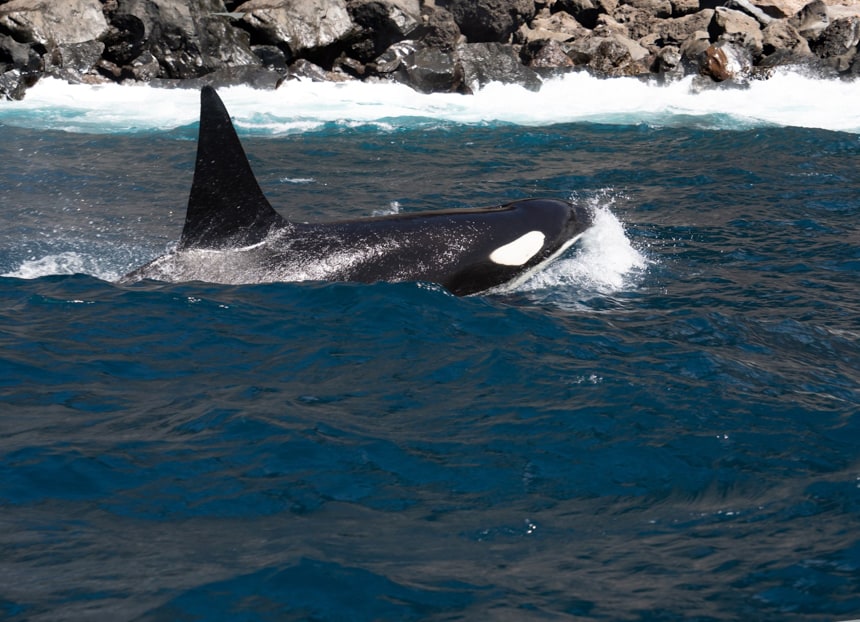 in the Galapagos, a black and white orca whale breaks the surface of the ocean beyond it you can see white waves crashing into a rocky shore