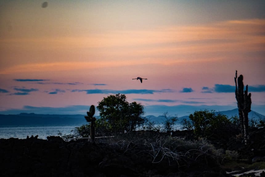 the sky is a pastel sunset of orange and pink. In the air is a black silhouette of a Galapagos flamingo as it flies across the sky.