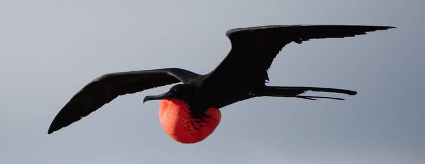 In the Galapagos. a black frigate bird flys through the air with open wings, his inflated red pouch hangs below his chest.