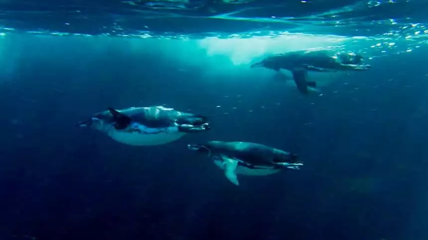 three Galapagos penguins shoot through the clear blue water like black and white torpedoes