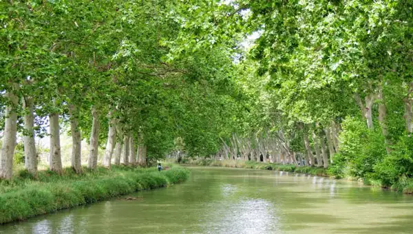Calm tree-lined river with bright green foliage and grass on a sunny day during a Northern Europe tour.